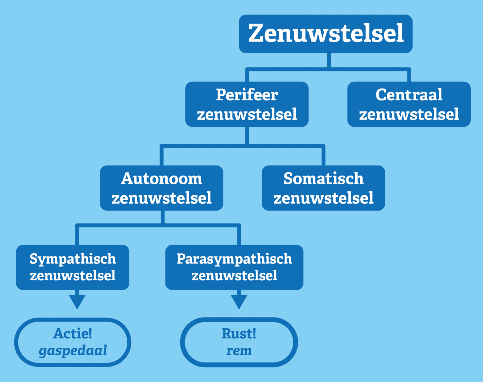 Sympaticus en parasympaticus in balans » Basis in Beweging - de